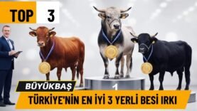 Yerli Besi Rehberi: Doğu Anadolu Kırmızısı, Boz Irk, Yerli Kara