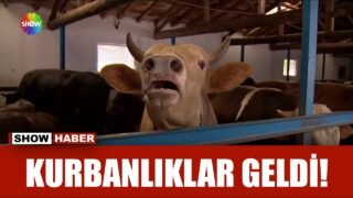 2026’nın kurbanlık fiyatları belli oldu!