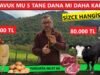 500 TAVUK MU 5 TANE BESİ DANASI BAKMAK MI DAHA ÇOK PARA KAZANDIRIR ?
