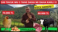 500 TAVUK MU 5 TANE BESİ DANASI BAKMAK MI DAHA ÇOK PARA KAZANDIRIR ?