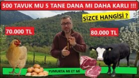 500 TAVUK MU 5 TANE BESİ DANASI BAKMAK MI DAHA ÇOK PARA KAZANDIRIR ?