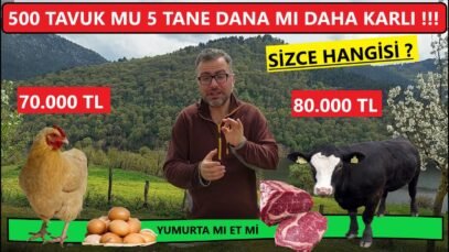 500 TAVUK MU 5 TANE BESİ DANASI BAKMAK MI DAHA ÇOK PARA KAZANDIRIR ?