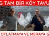 DOĞAL BİR ETLİK TAVUK BRESSE | BROİLER VE ETLİK CİNSLERE GÖRE FARKLARI