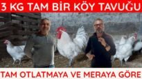 DOĞAL BİR ETLİK TAVUK BRESSE | BROİLER VE ETLİK CİNSLERE GÖRE FARKLARI