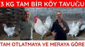 DOĞAL BİR ETLİK TAVUK BRESSE | BROİLER VE ETLİK CİNSLERE GÖRE FARKLARI