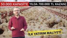 EN İYİ ET VERİMİNİ VEREN TAVUK | EN ÇOK TERCİH EDİLEN ET TAVUKLARI