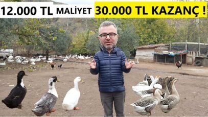 KAZ VE ÖRDEK YETİŞTİRİCİLİĞİ YAPARAK PARA KAZANMAK