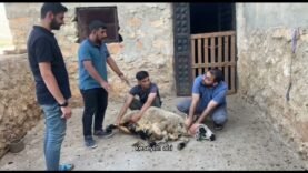 Kurban bayramı” kısa film