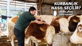 Kurbanlık dana nasıl seçilir? Kurbanlık alınırken nelere dikkat edilmeli?
