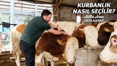 Kurbanlık dana nasıl seçilir? Kurbanlık alınırken nelere dikkat edilmeli?