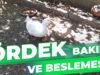 ÖRDEK BAKIMI VE BESLEMESİ | PEKİN ÖRDEĞİ YETİŞTİRİCİLİĞİ