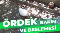 ÖRDEK BAKIMI VE BESLEMESİ | PEKİN ÖRDEĞİ YETİŞTİRİCİLİĞİ