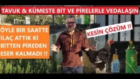 TAVUK BİT VE PİRESİNİ ÇÖZDÜK | TAVUK ÇİFTLİKLERİ İÇİN HARİKA FİKİRLER